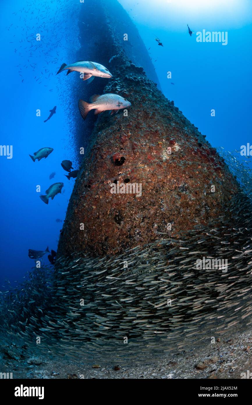 Bow of the HMAS Brisbane, Sunshine Coast, Queensland, Australie Banque D'Images