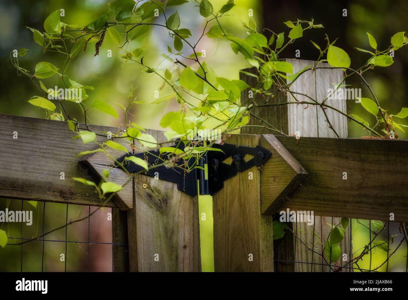 Une plante pousse au-dessus d'une clôture et d'une porte dans cette image de gros plan. Banque D'Images