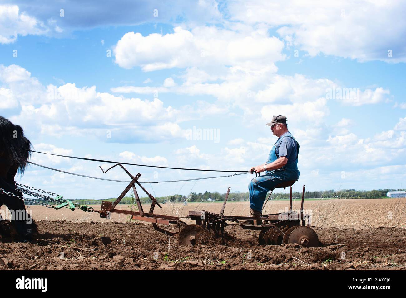 Agriculteur labourant un champ avec une équipe de chevaux noirs de Percheron. Banque D'Images