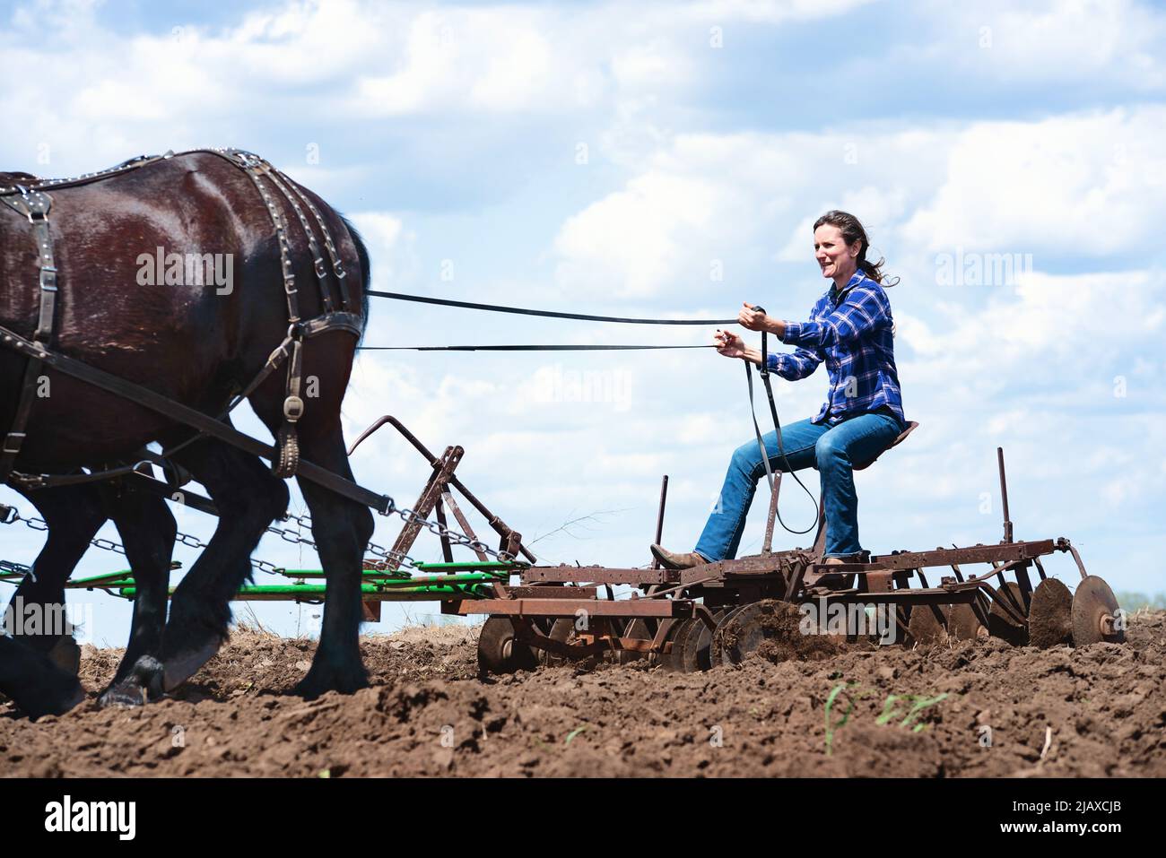 Femme labourant un champ avec une équipe de quatre chevaux Percheron noirs. Banque D'Images