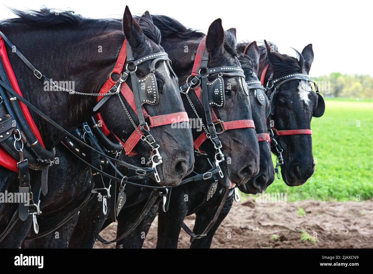 L'équipe de chevaux Black Percheron labourant un champ. Banque D'Images