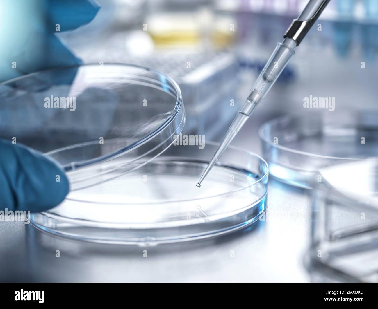 Recherche biomédicale, Pipettage d'échantillons dans une boîte de Petri en laboratoire Banque D'Images