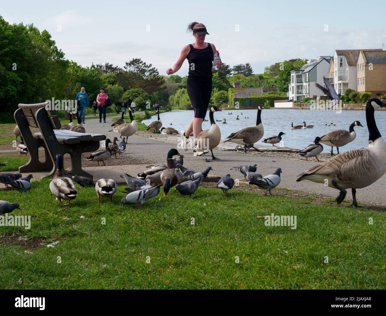 Femme qui fait du jogging à travers des oiseaux sauvages à la recherche de nourriture dans une aire commune de nourrissage le long du canal de Bude, Cornwall, Royaume-Uni Banque D'Images