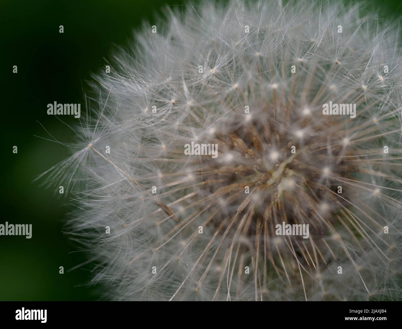 Gros plan d'un Dandelion, Taraxacum officinale, tête de semence, Royaume-Uni Banque D'Images