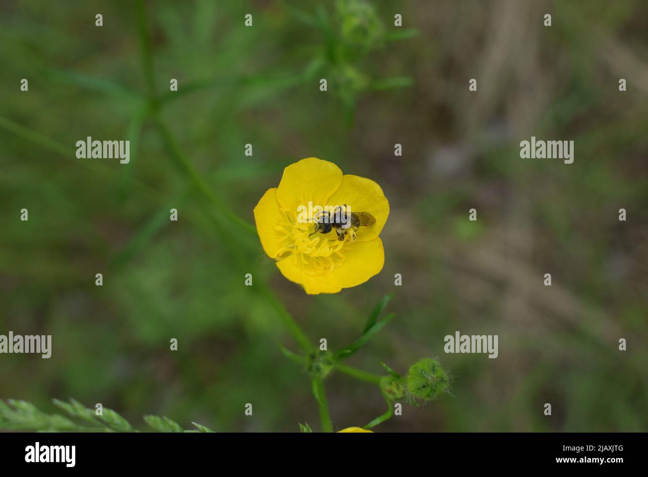 Une abeille minière à patchée grise (Andrena nitida) vue sur une coupe de beurre en mai. Macro d'une abeille moelleuse et brune Andrena collectant le pollen et le nectar dans le yel Banque D'Images