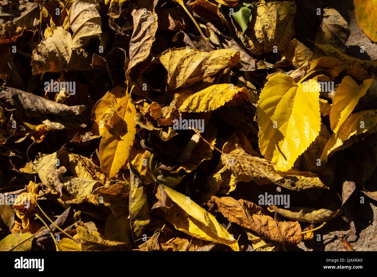 Goias, Brésil – 01 juin 2022 : texture d'un tas de feuilles sèches et jaunâlées couvrant le sol de la cour. Banque D'Images