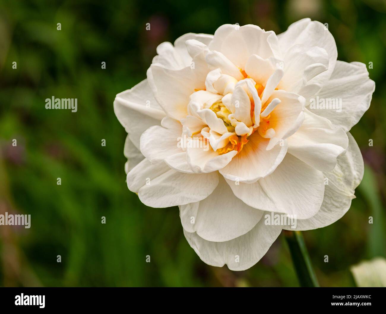 Fleur décorative blanche bicolore avec Narcissus orange (Latin Narcissus) Banque D'Images