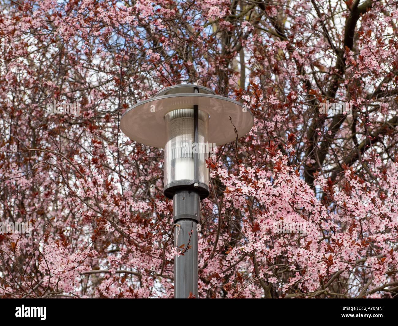 Lanterne en fleur de cerisier. Lanterne dans le parc sur fond de fleurs de  cerisier Photo Stock - Alamy