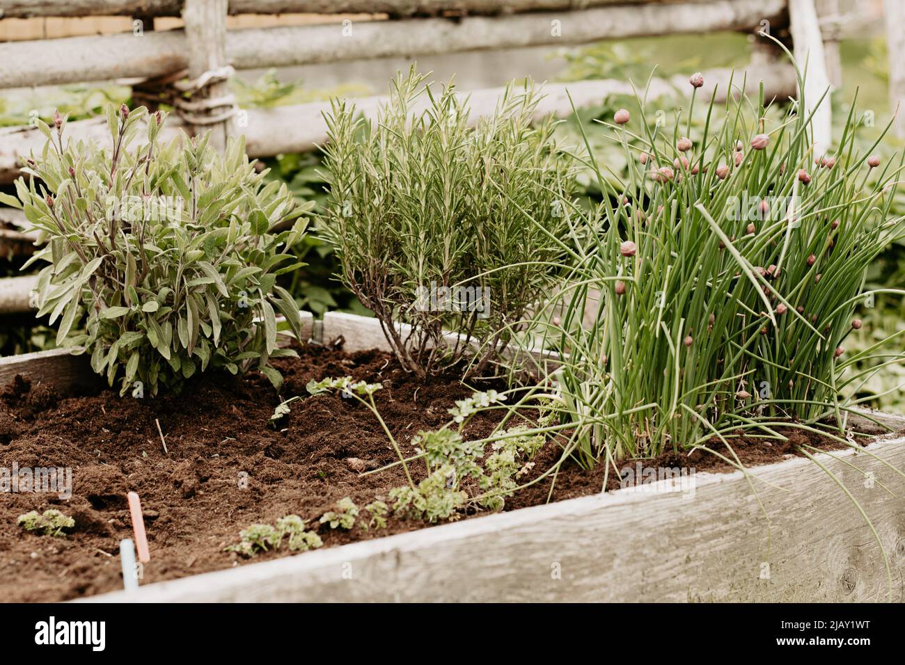 Jardin d'herbes avec ciboulette, sauge et romarin dans le collier de palette. Photo prise en Suède. Banque D'Images
