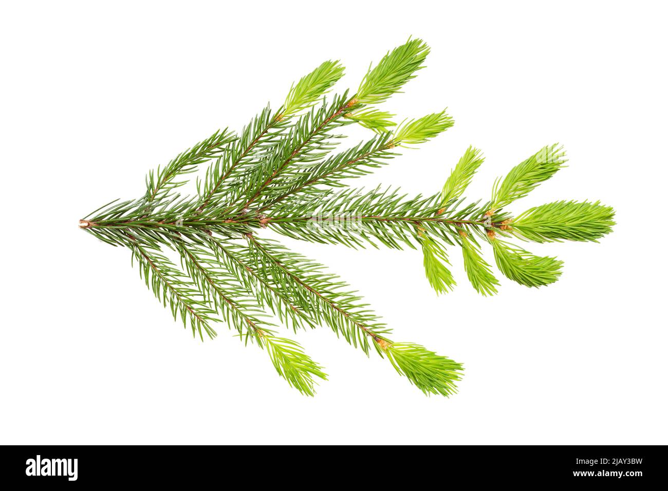 Branche d'épinette (Picea abies) au printemps au moment de la repousse des nouvelles pousses et aiguilles. Isoler, masque, pas d'ombres. Bois d'épicéa européen Banque D'Images