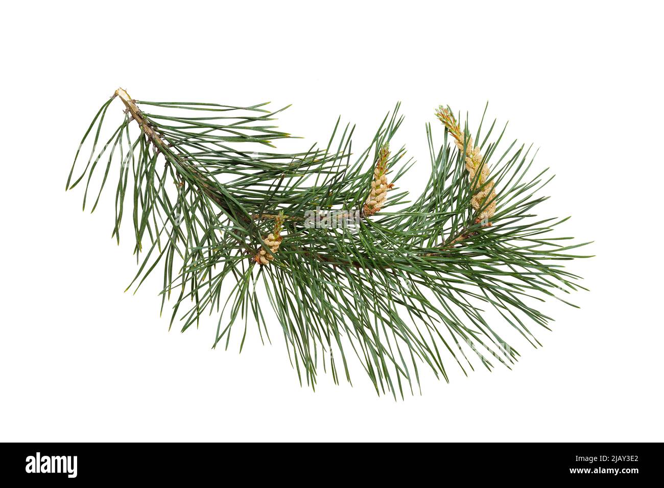 Branche de pin (Pinus sylvestris) au moment de la floraison des fleurs mâles. Isoler, masque, pas d'ombres. Isolat de branche de pin Scots. Banque D'Images