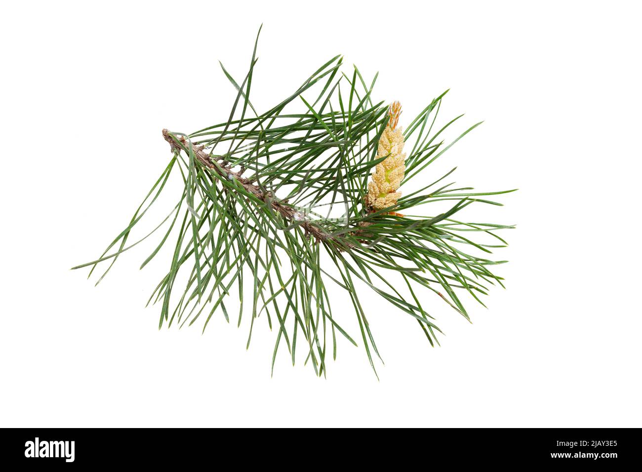 Branche de pin (Pinus sylvestris) au moment de la floraison des fleurs mâles. Isoler, masque, pas d'ombres. Isolat de branche de pin Scots. Banque D'Images