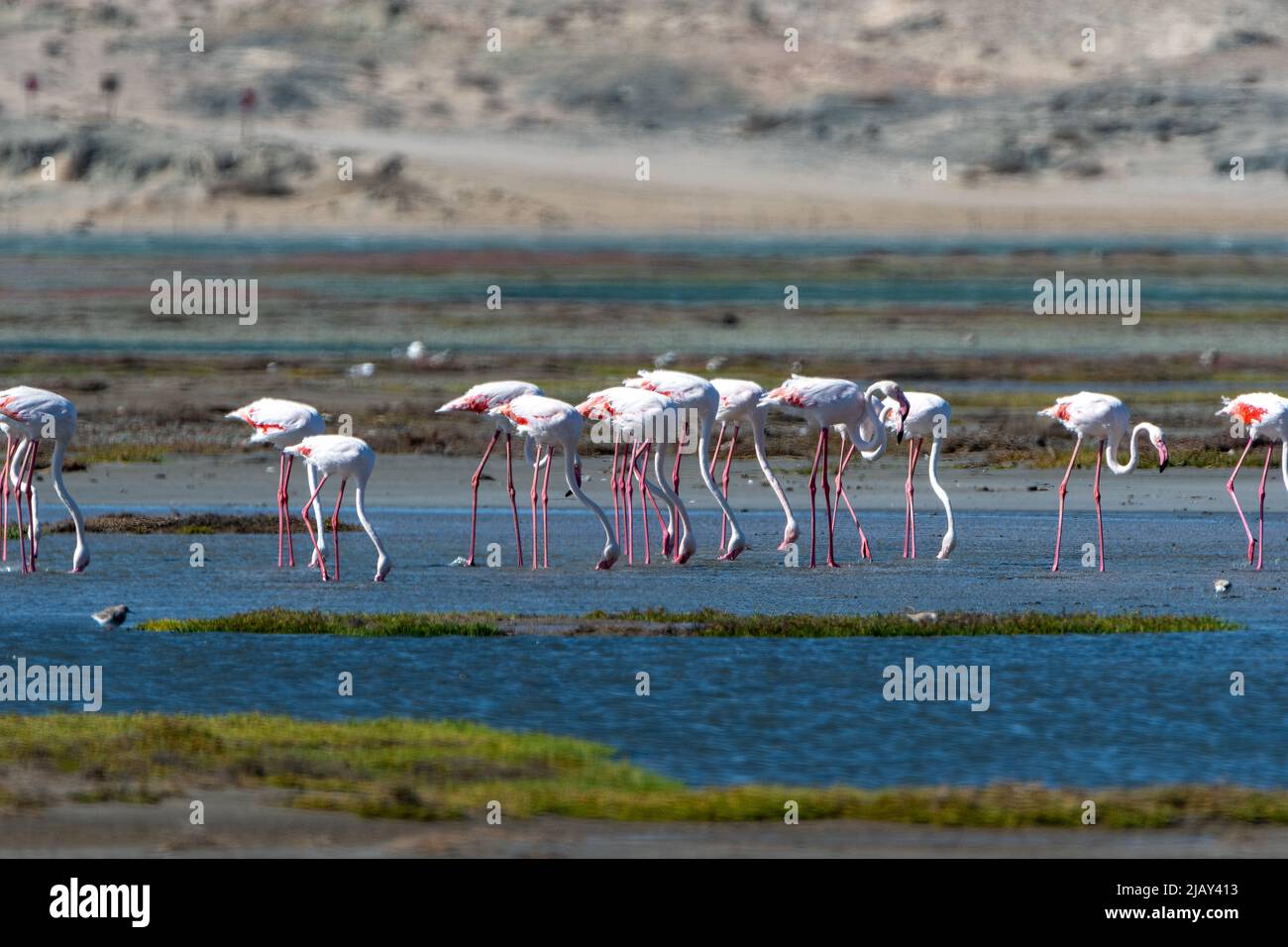 les flamants roses se trouvent dans l'eau en namibie en afrique Banque D'Images
