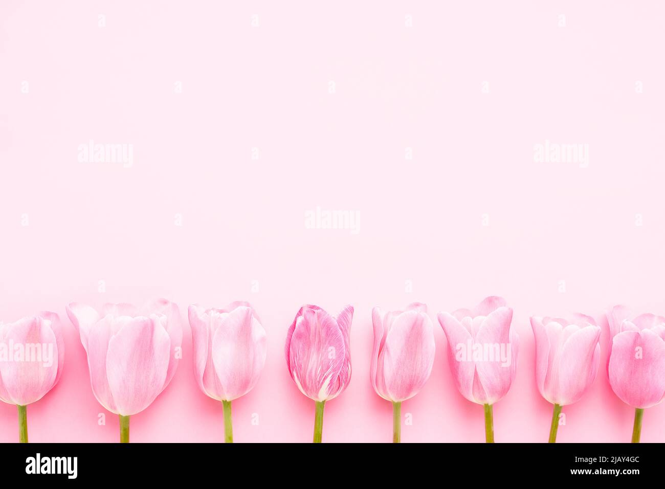 Tulipes roses sur fond rose. Fête des mères, Saint-Valentin, concept de célébration d'anniversaire. Vue de dessus, espace de copie pour le texte Banque D'Images