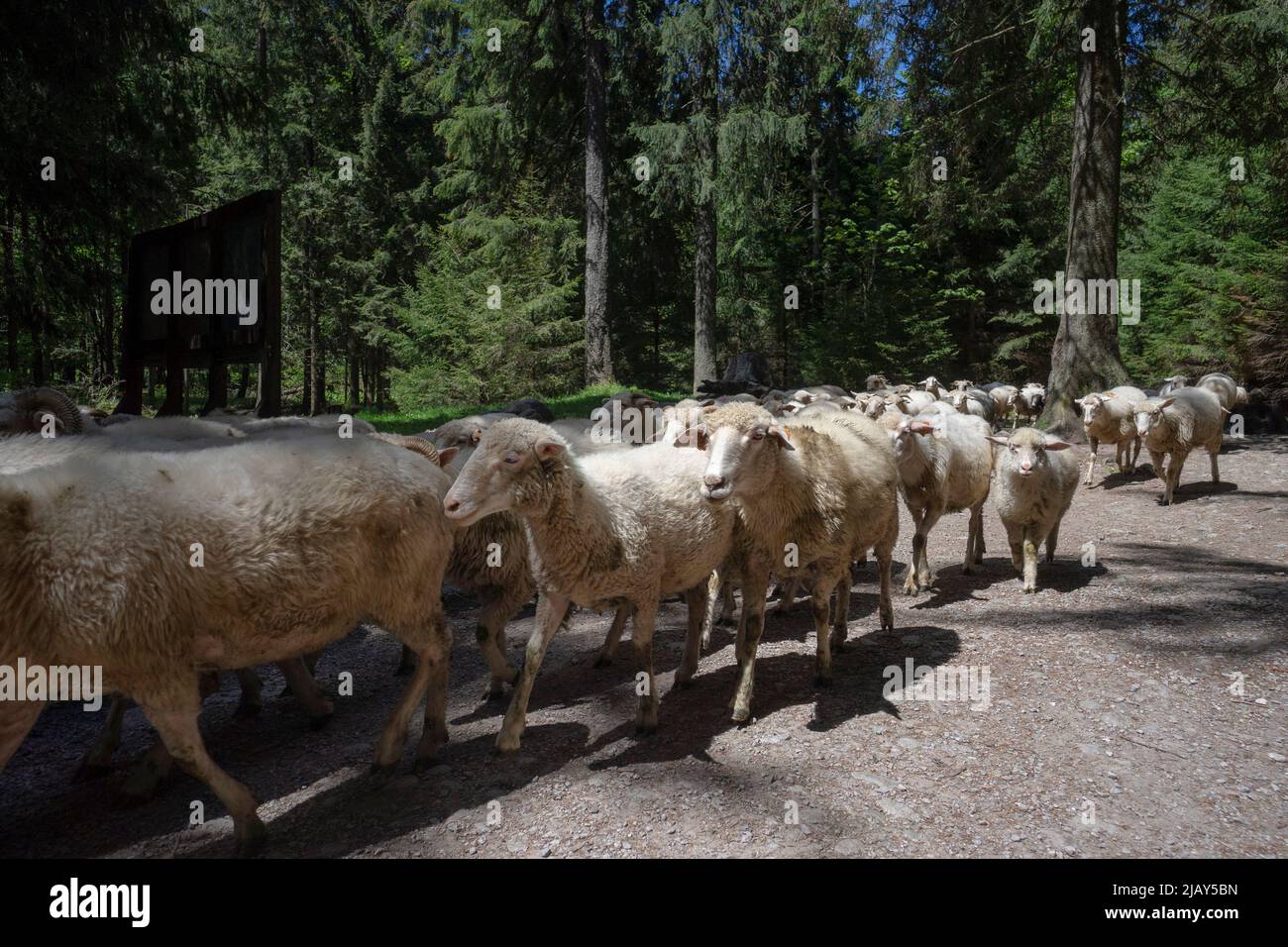 Troupeau de moutons sur le chemin du pâturage. Banque D'Images