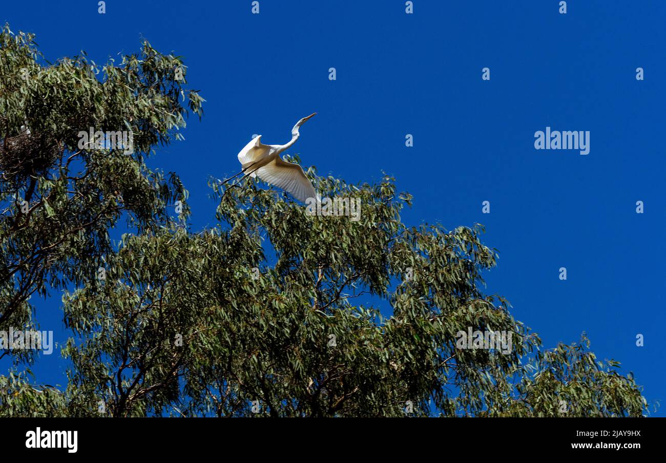 Un grand Egret blanc (Ardea alba) qui s'entête d'un arbre à Sydney, Nouvelle-Galles du Sud, Australie (photo de Tara Chand Malhotra) Banque D'Images