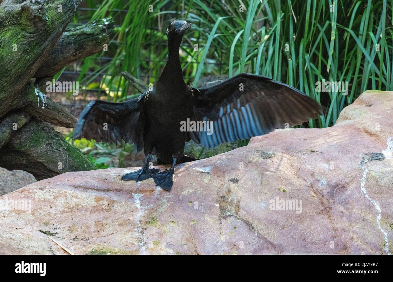 Un petit Cormorant noir (Phalacrocorax sulcirostris) perché sur un rocher à Sydney, Nouvelle-Galles du Sud, Australie (photo de Tara Chand Malhotra) Banque D'Images