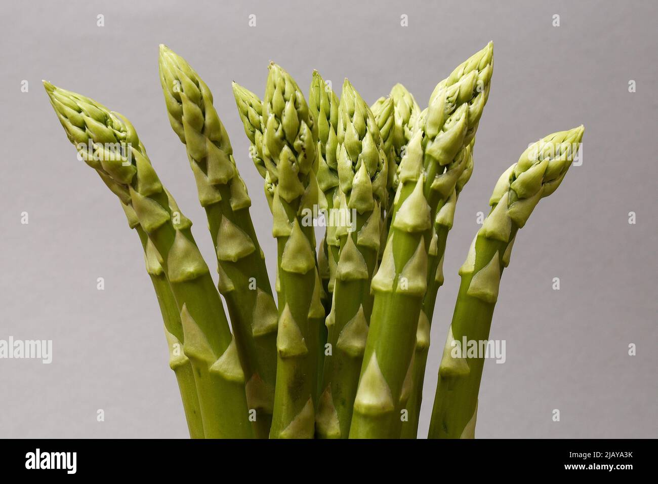 un bouquet d'asperges sur un fond neutre Banque D'Images