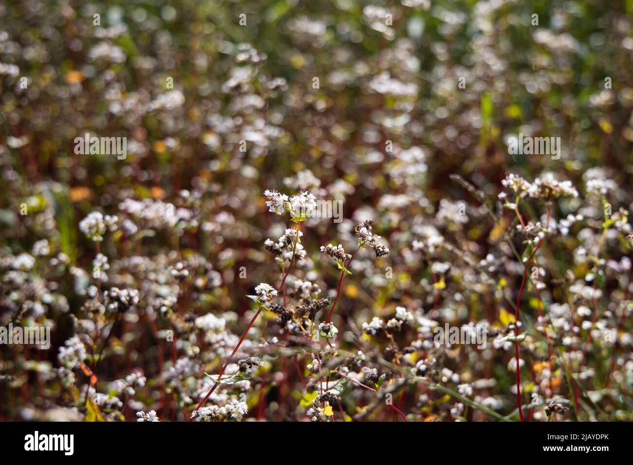 Champ de sarrasin fleuri en août, ciel nuageux Banque D'Images