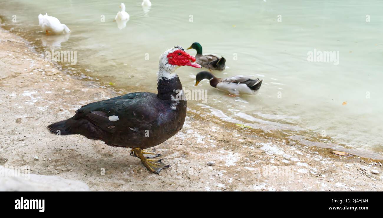 Face rouge d'un canard de Muscovy avec d'autres canards blancs près de l'étang. Banque D'Images