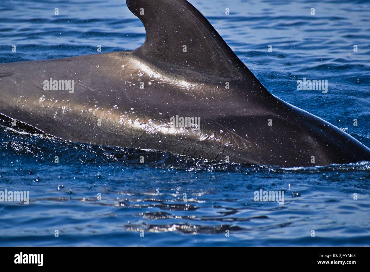 Le pilote à courte finale Whales à Ténérife, dans les îles Canaries, avril 2022 Banque D'Images