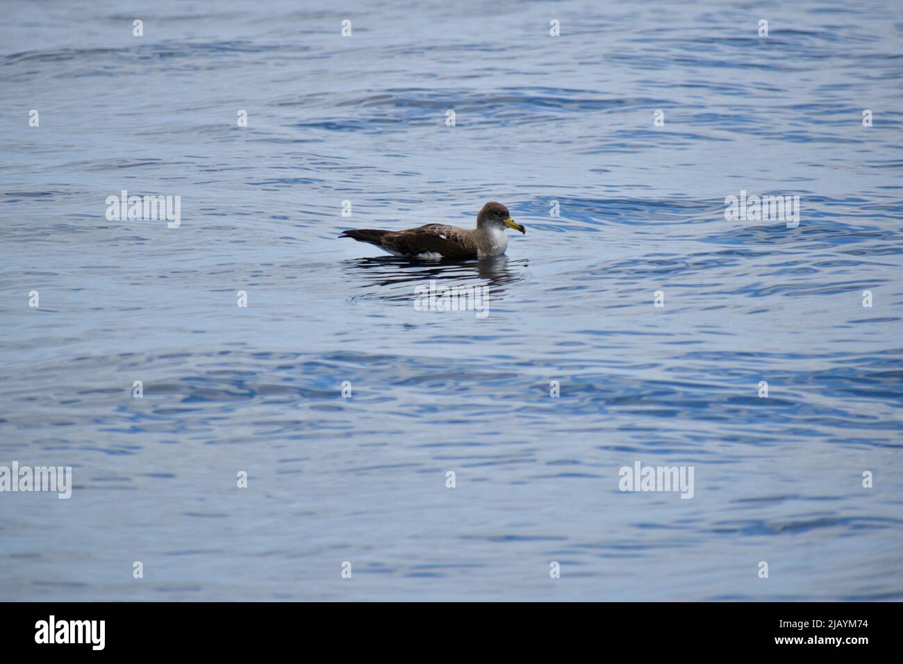 Cory's Shearwater repéré lors d'une excursion en bateau à Ténérife, les îles Canaries 2022 Banque D'Images