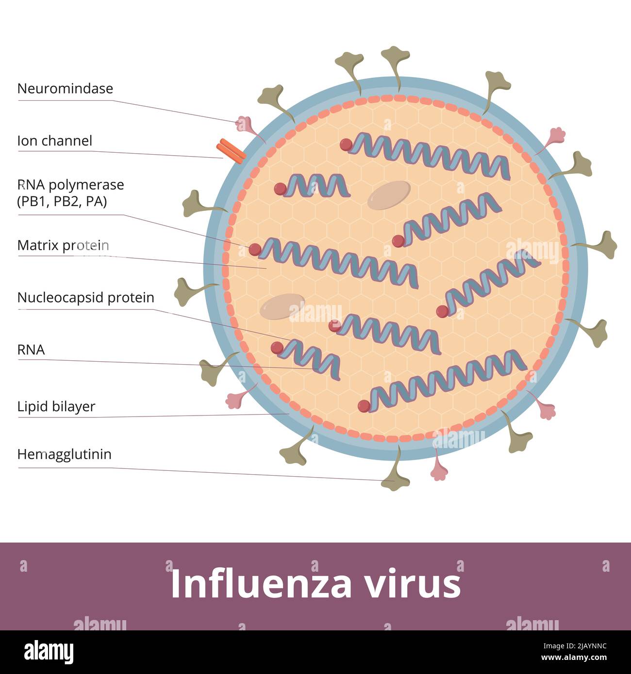 Virus de la grippe : schéma détaillé du virion, comprenant 8 parties d'ARN, une bicouche lipidique, des protéines de surface (pointes) et un canal ionique. Illustration de Vecteur