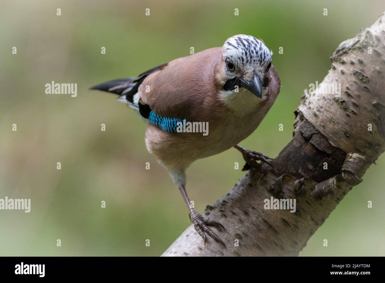 Un geai eurasien (Garrulus glandarius) perçant sur une branche de bouleau. Prise à Thornley Woods, Gateshead, Royaume-Uni. Banque D'Images