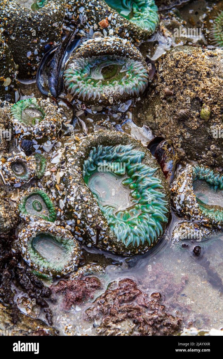 Un groupe d'anémones verts géants (Anthopleura xanthogrammica) dans un tidepool rocheux sur la côte de l'Oregon des États-Unis. Banque D'Images