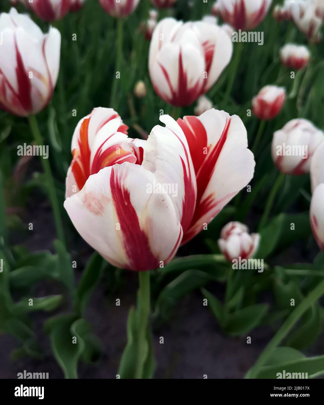 Fleur de tulipe blanc corail en fleur gros plan Banque D'Images