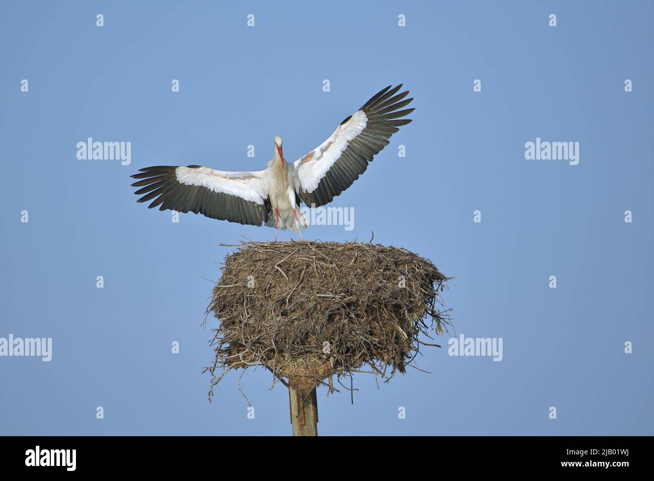 Ciconie blanche (Ciconia ciconia) avec ailes ouvertes sur le nid à Los Barruecos, Estrémadure, Espagne Banque D'Images