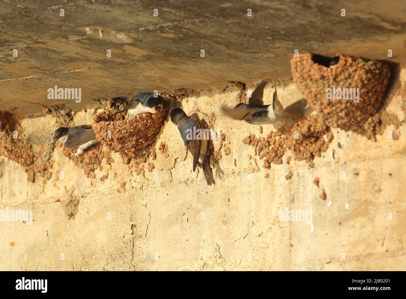 Roche Martin (Hirundo rupestris) colonie de reproduction à Monfragüe, Extremadura, Espagne Banque D'Images