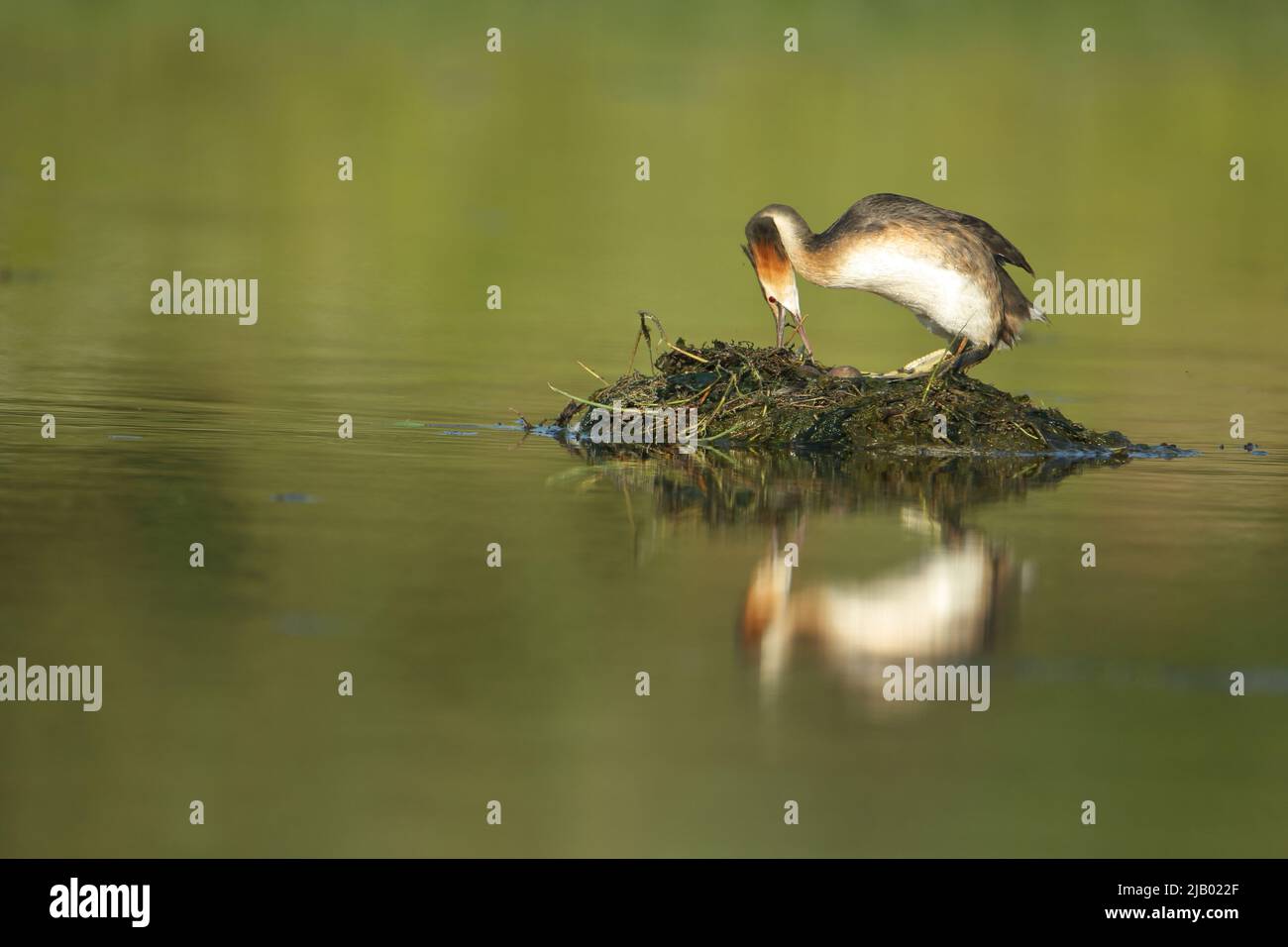 Grand grebe à craquer (Podiceps cristatus) dans l'élevage de nids dans l'eau à Los Barruecos, Extremadura, Espagne Banque D'Images