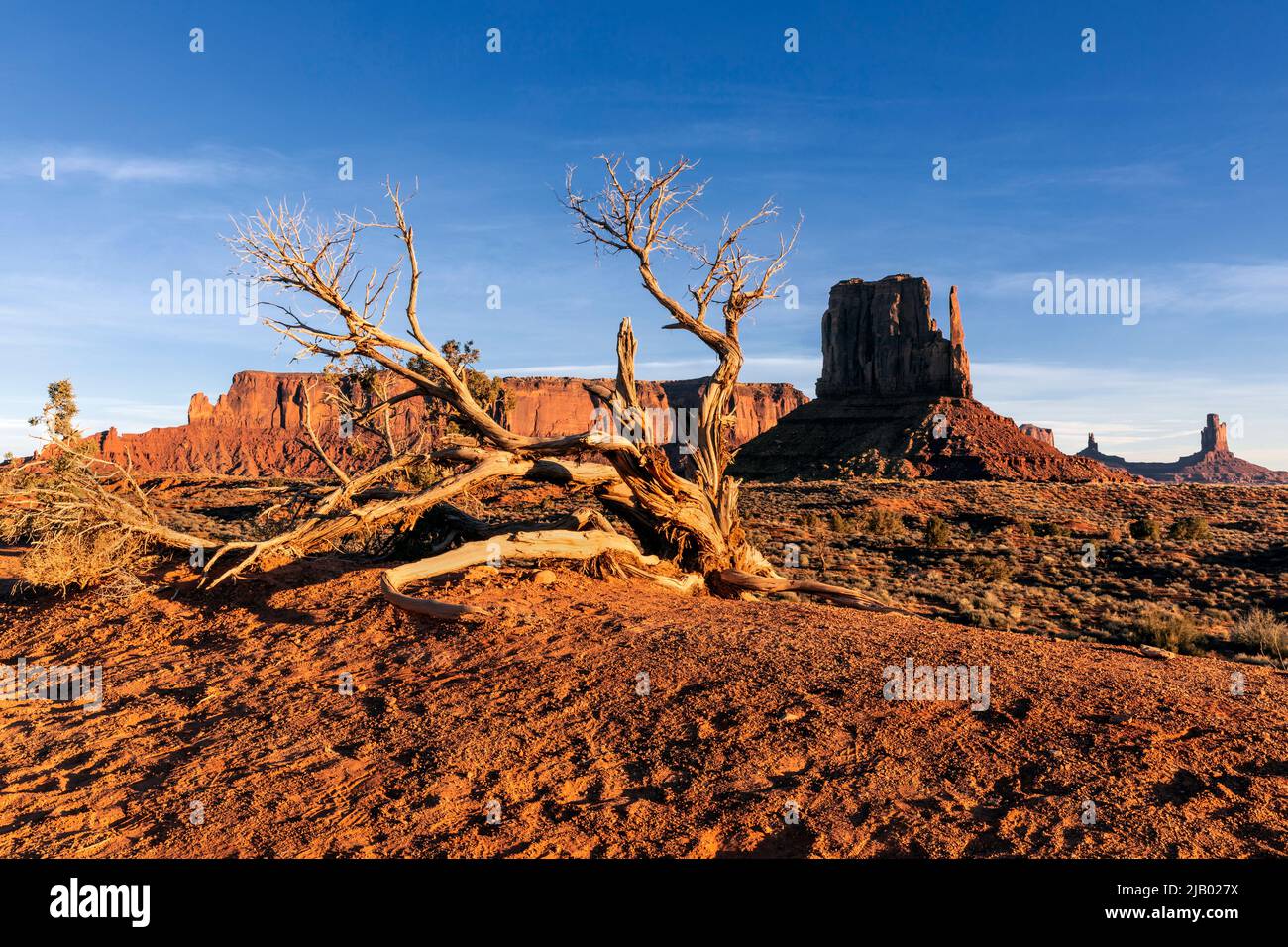 AZ00419-00..... ARIZONA - arbre torsadé et grès butte West Mitten dans Monument Valley Navajo Tribal Park, nation Navajo. Banque D'Images
