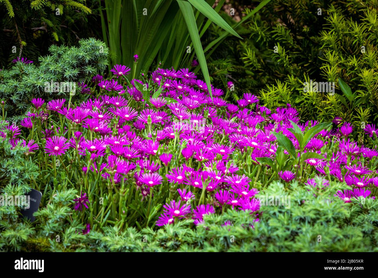 Jardin botanique d'Atlanta Banque D'Images