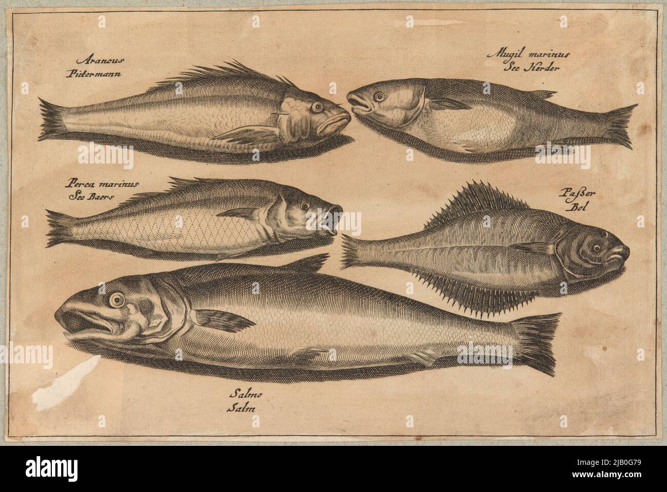 Cinq poissons de différentes espèces Collaert, Adrian (vers 1560 1618), Visscher, Claes Jansz. (1586 1652), Inconnu Banque D'Images