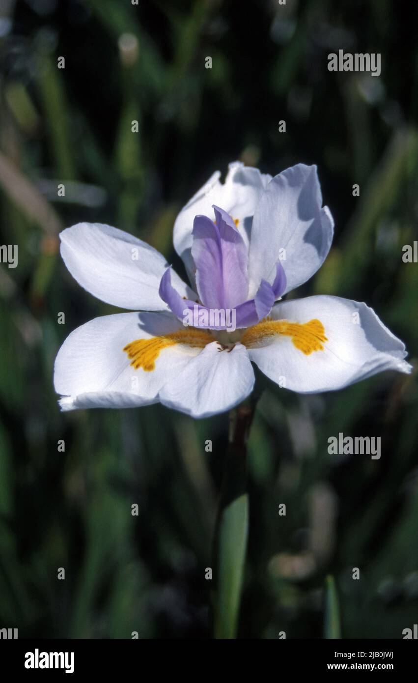 GROS PLAN DE FLEURS SAUVAGES DE L'IRIS (DIETES GRANDIFLORA) ÉGALEMENT CONNU SOUS LE NOM D'IRIS AFRICAIN, CAP, FÉE OU PAPILLON. Banque D'Images