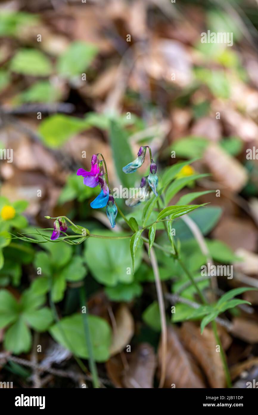 Lathyrus vernus fleur dans la prairie, macro Banque D'Images