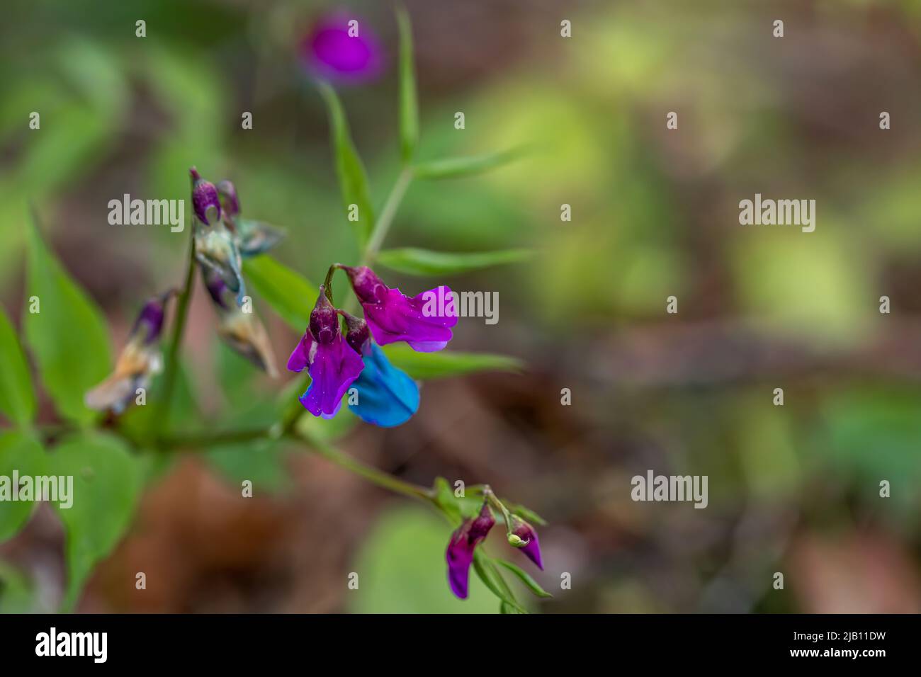Lathyrus vernus fleur dans la prairie, gros plan Banque D'Images