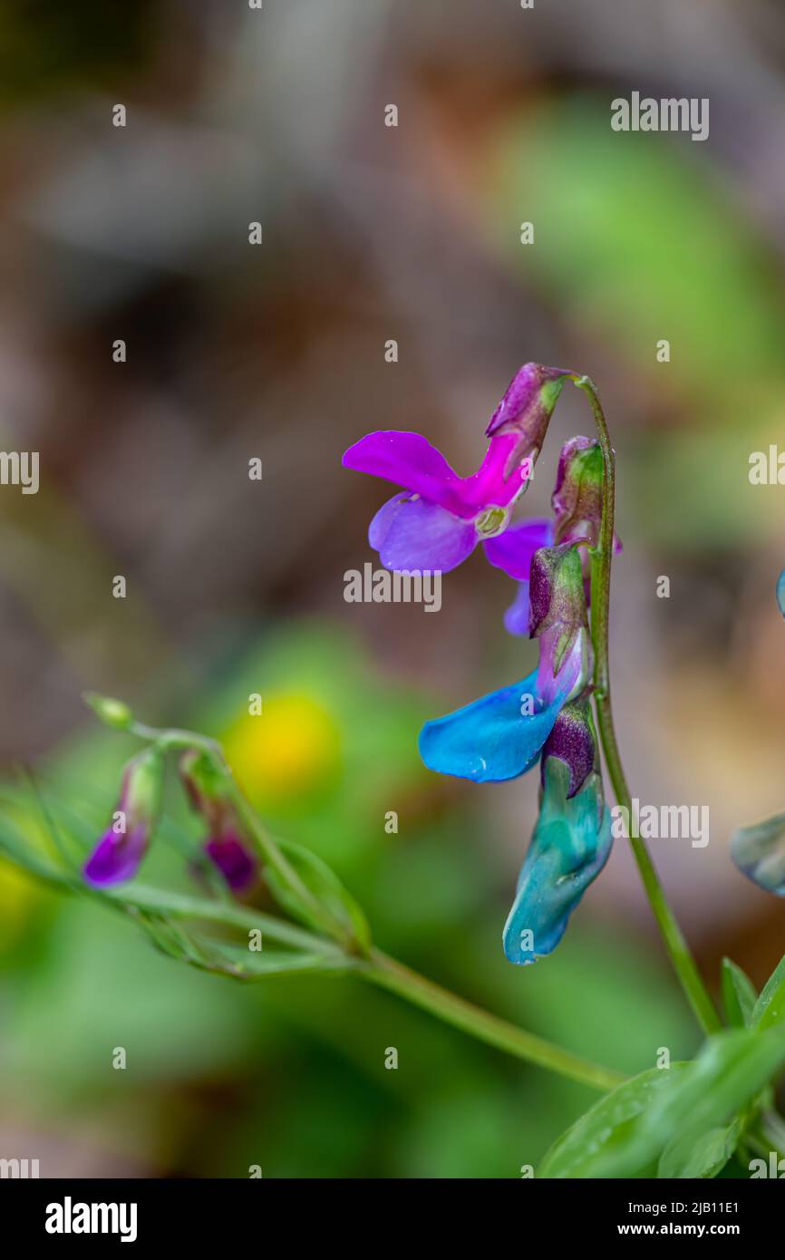 La fleur de Lathyrus vernus grandit dans les prairies Banque D'Images