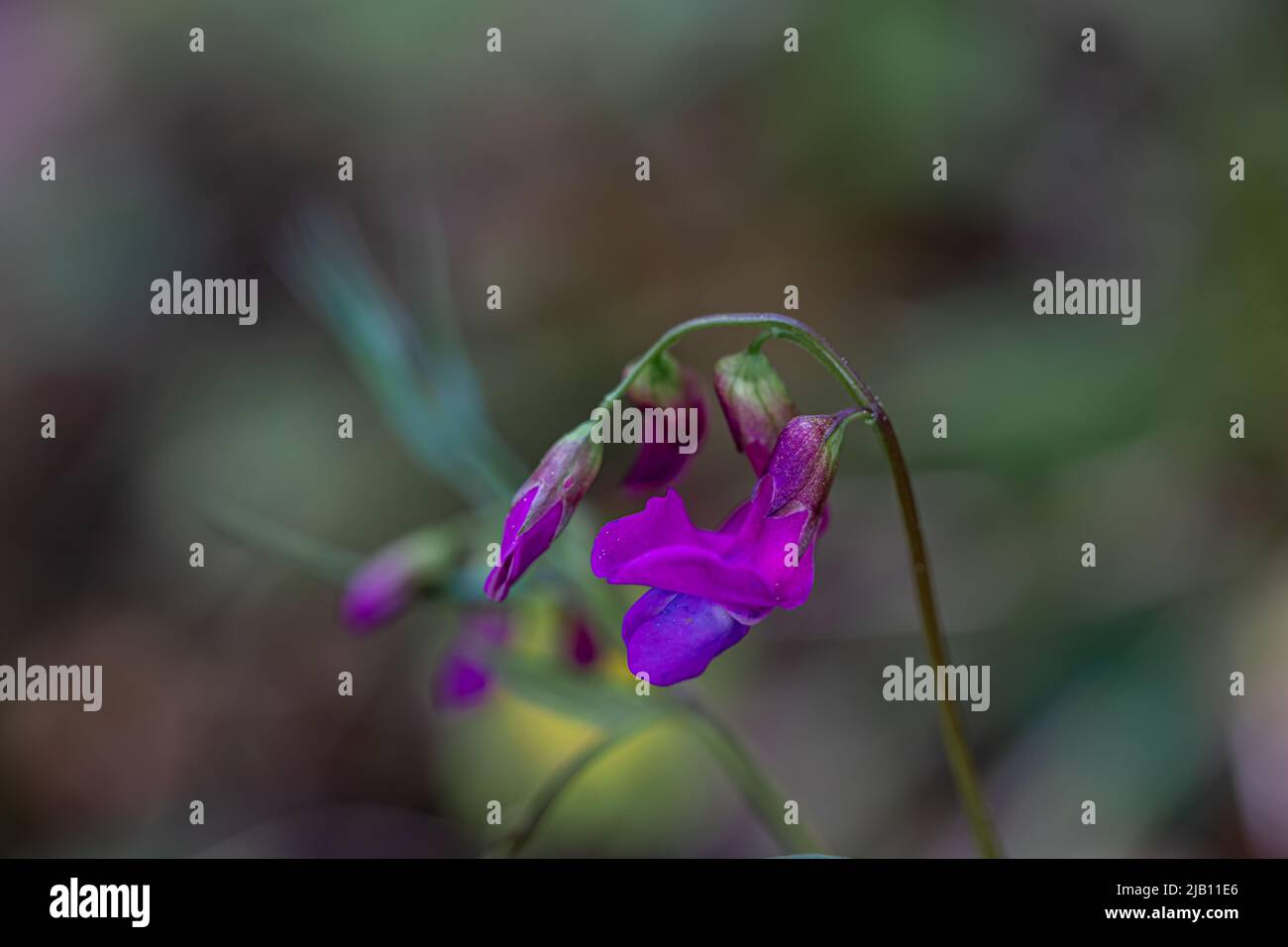 Lathyrus vernus fleurit dans la prairie Banque D'Images