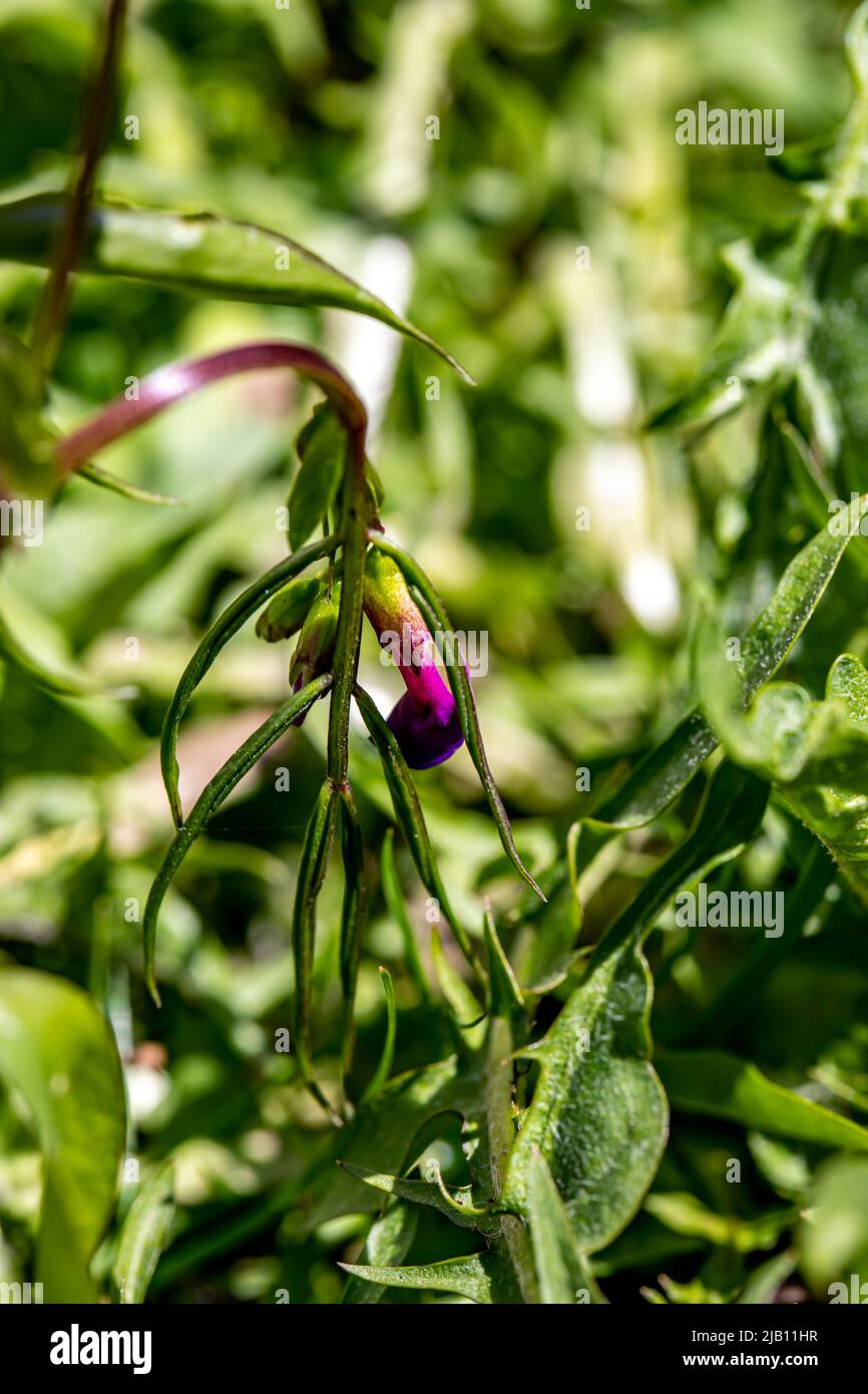 La fleur de Lathyrus vernus grandit dans le pré, en gros plan Banque D'Images