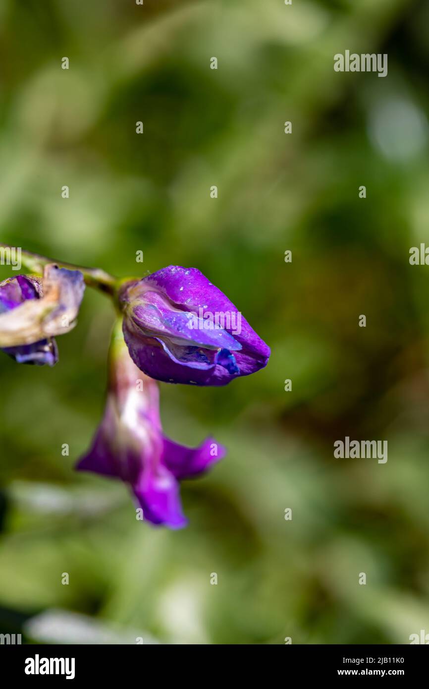 Lathyrus vernus fleurit dans le pré, pousse en gros plan Banque D'Images