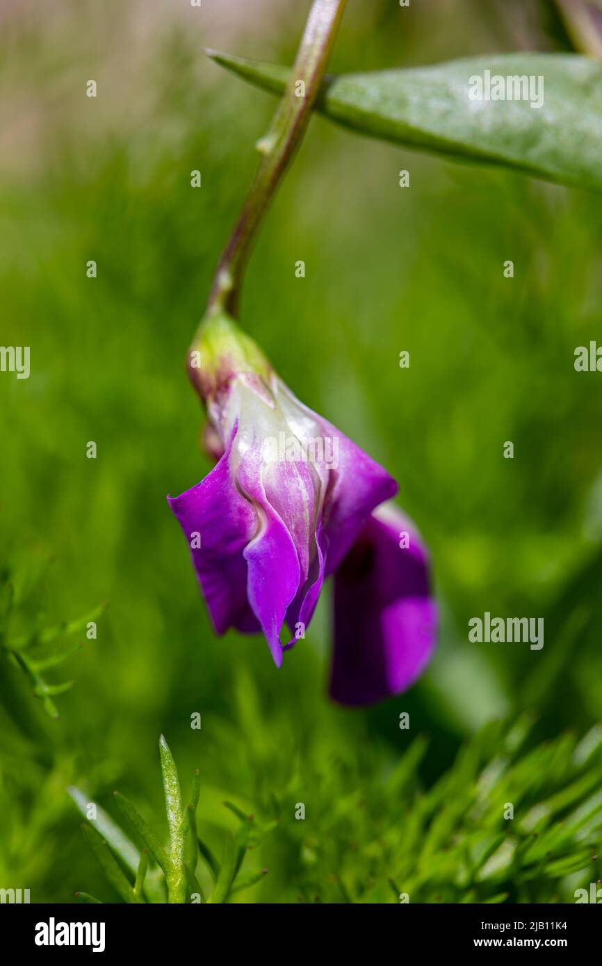 La fleur de Lathyrus vernus grandit dans les prés, pousse en gros plan Banque D'Images