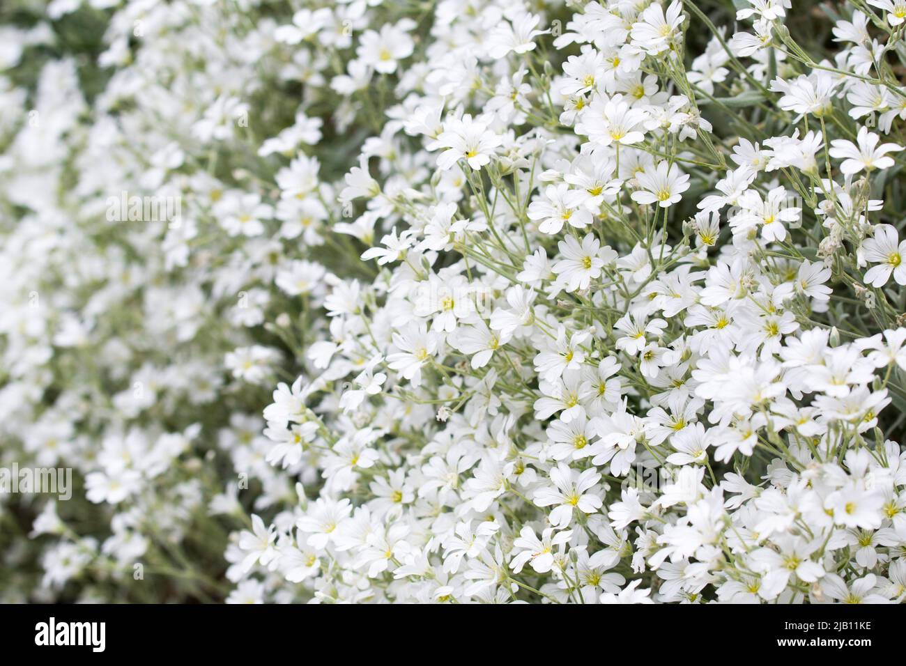 Cerastium, souris-oreille de l'herbe à chiche blanc fleurs closeup foyer sélectif Banque D'Images