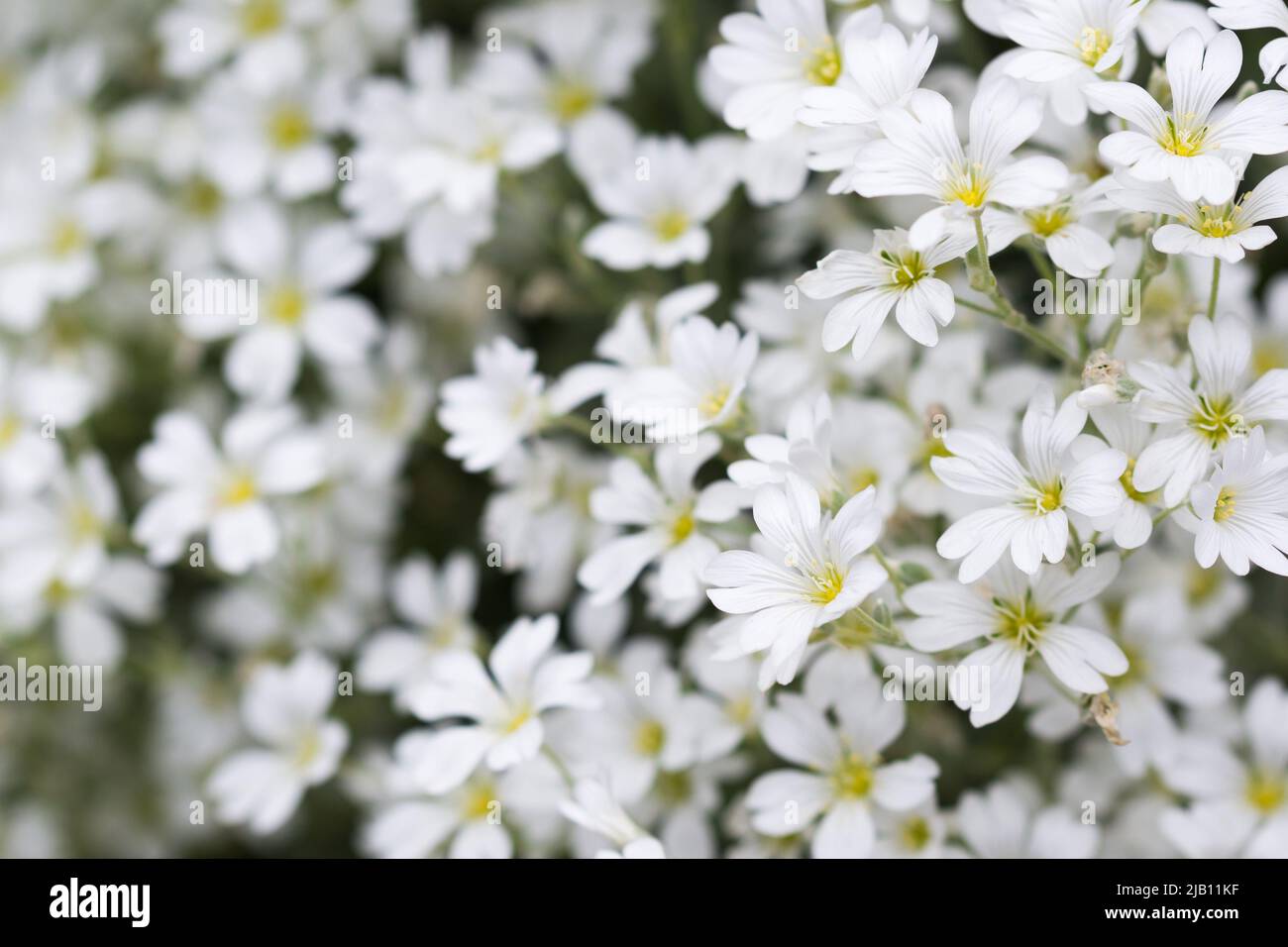 Cerastium, souris-oreille de l'herbe à chiche blanc fleurs closeup foyer sélectif Banque D'Images