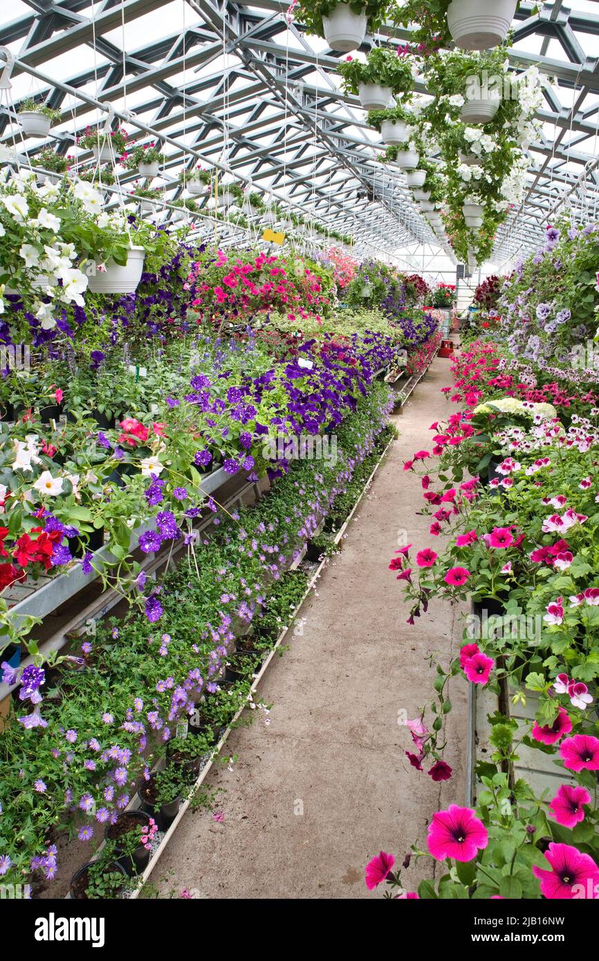 Les émissions avec de belles fleurs et plantes à vendre Banque D'Images