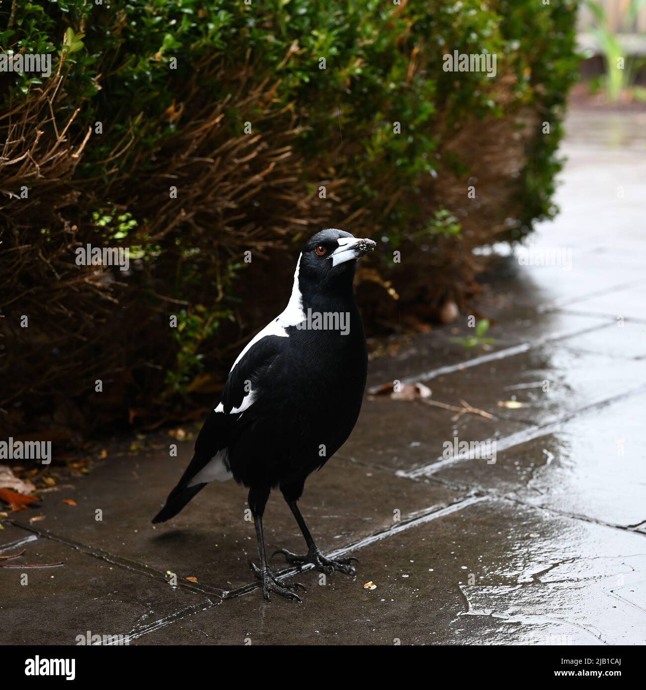 Magpie australienne mâle, avec de la boue sur la pointe de son bec, debout sur un chemin humide et carrelé sous la pluie Banque D'Images