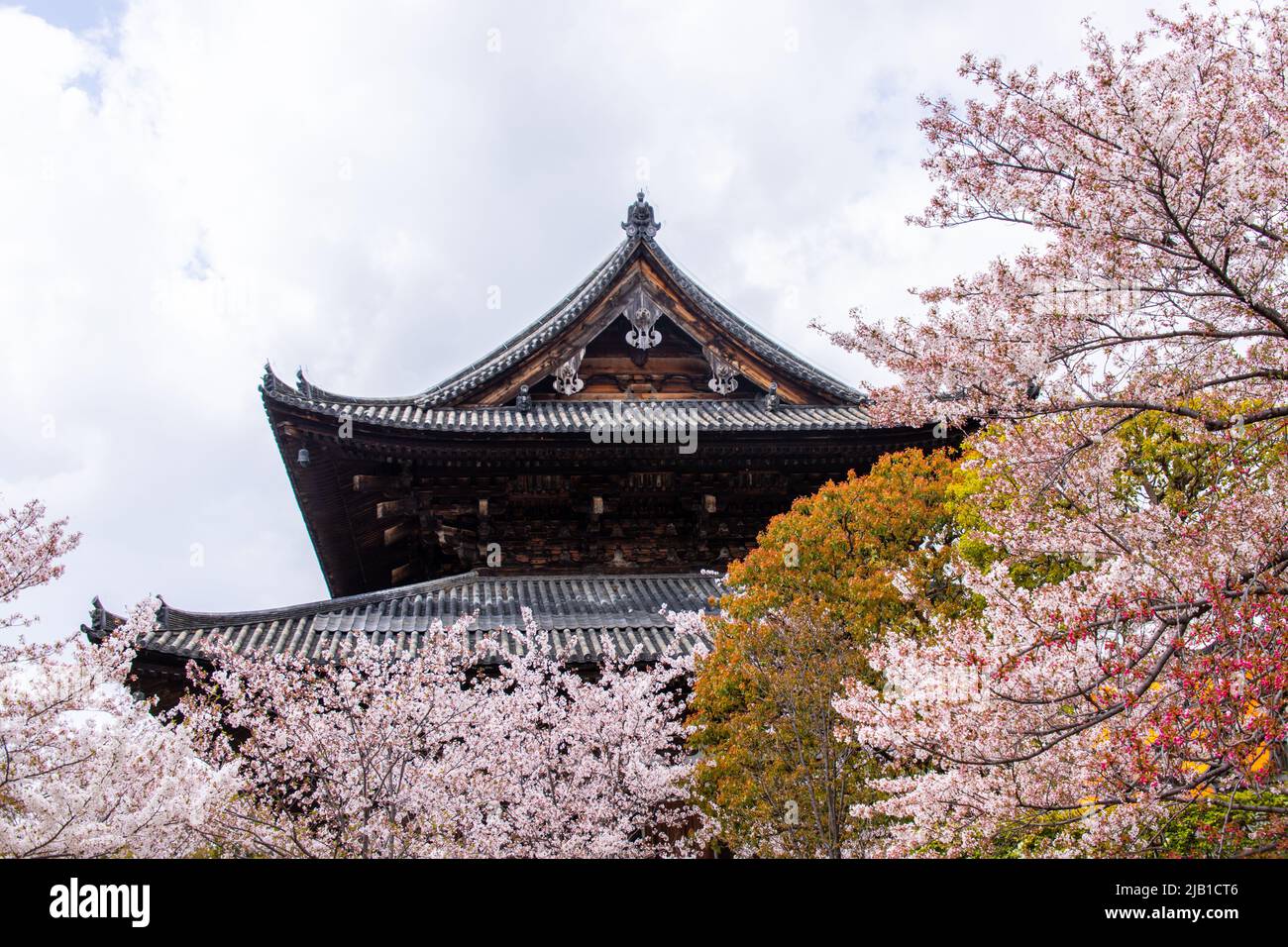 Ancien Golden Hall (Kondo) avec Cherry Blossom à Toji au printemps. To-ji est un temple bouddhiste de Shingon trouvé en 796 dans le quartier Minami-ku de Kyo Banque D'Images