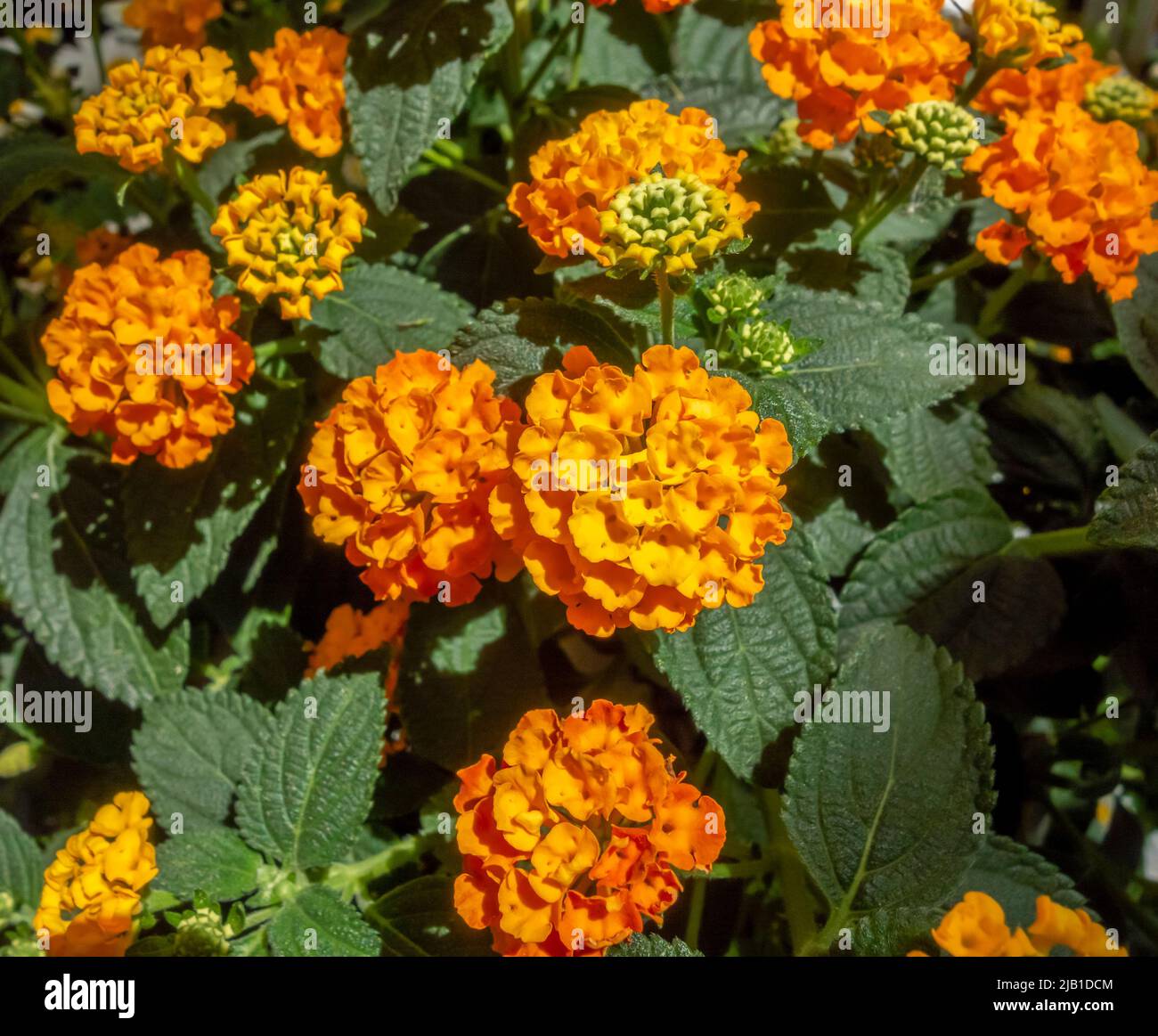 Lantana illuminée et ensoleillée dans une ambiance verte naturelle Banque D'Images